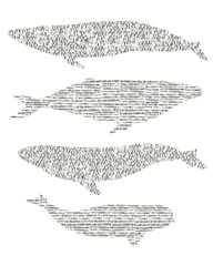 Dashed Whale Chart II