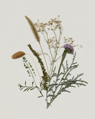 Pressed Autumn Blooms II