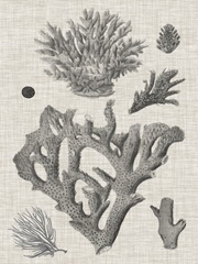 Coral on Linen II