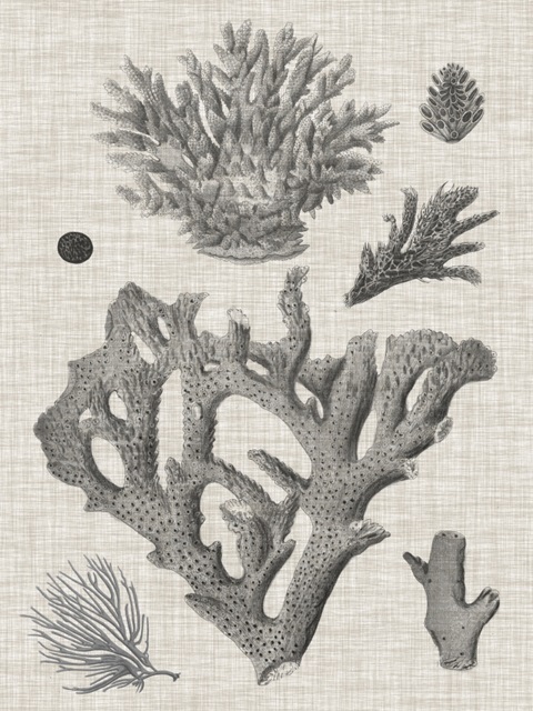 Coral on Linen II