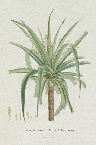 Redoute Succulent II