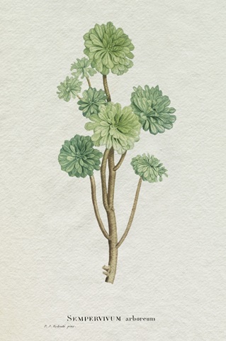 Redoute Succulent III