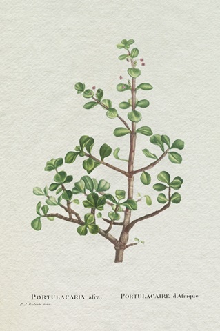 Redoute Succulent IV