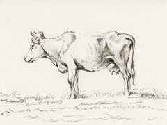 Bernard Cow Sketch I