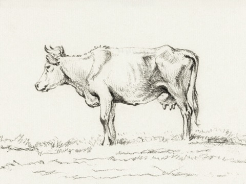Bernard Cow Sketch I