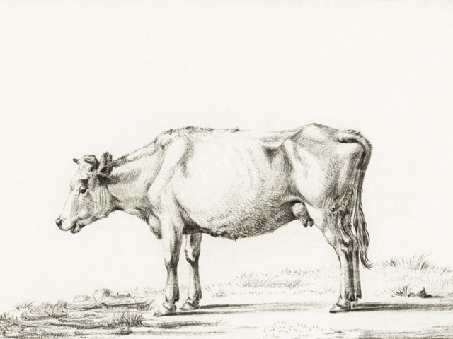 Bernard Cow Sketch II