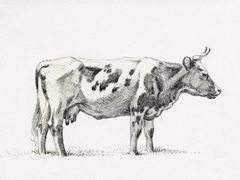 Bernard Cow Sketch III