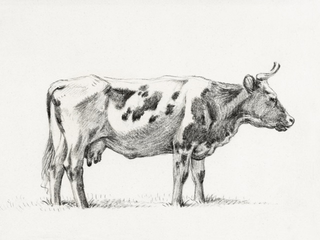 Bernard Cow Sketch III
