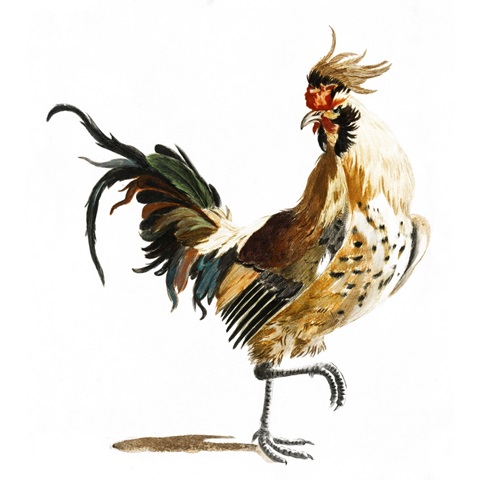 Teyler Roosters I