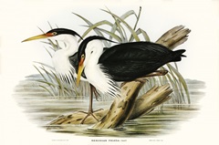 Waterbird Pairing II