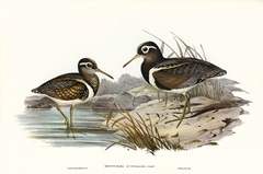 Waterbird Pairing III