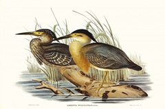 Waterbird Pairing IV