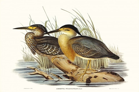 Waterbird Pairing IV