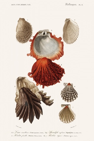 D'Orbigny Sealife II