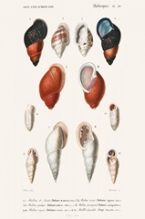 D'Orbigny Sealife III