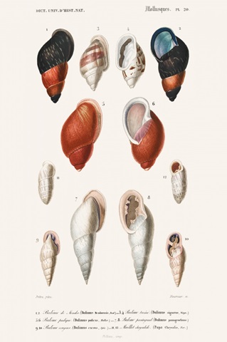 D'Orbigny Sealife III