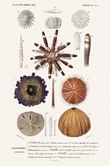 D'Orbigny Sealife IV