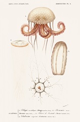 D'Orbigny Sealife VI