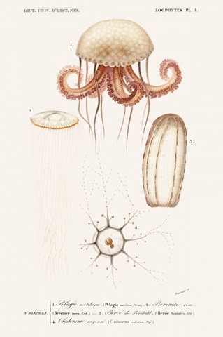 D'Orbigny Sealife VI