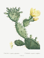 Redoute Cactus I