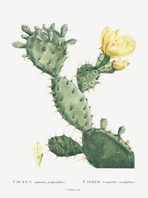 Redoute Cactus I