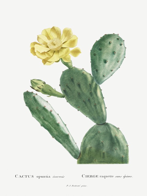 Redoute Cactus II