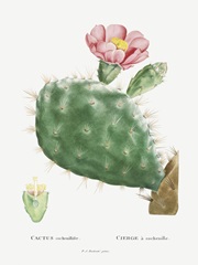Redoute Cactus III