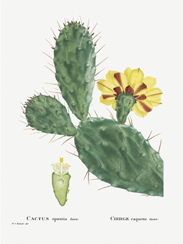 Redoute Cactus IV