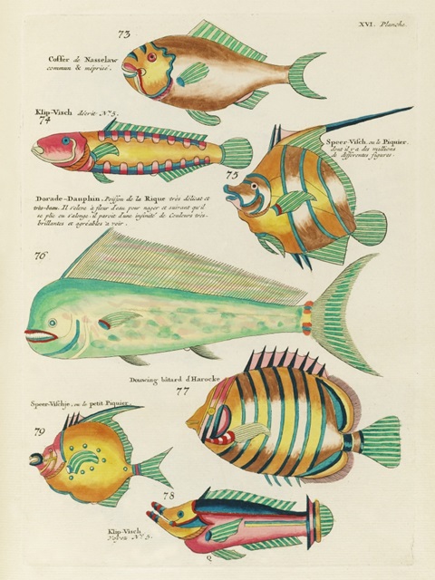 Renard Tropical Fish II