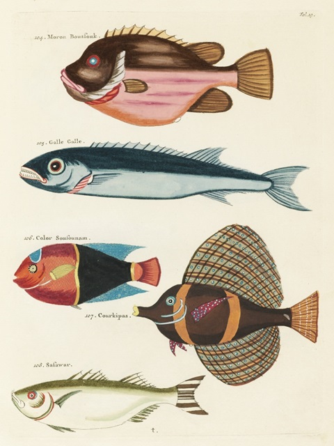 Renard Tropical Fish IV