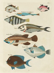 Renard Tropical Fish V