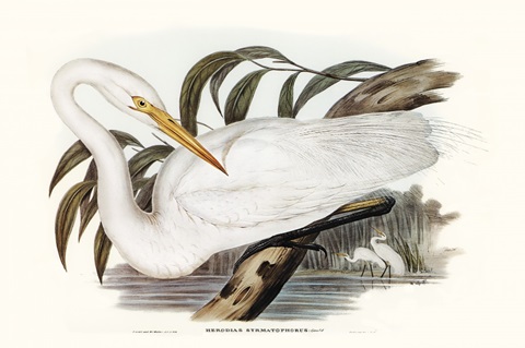 Majestic Waterbird I