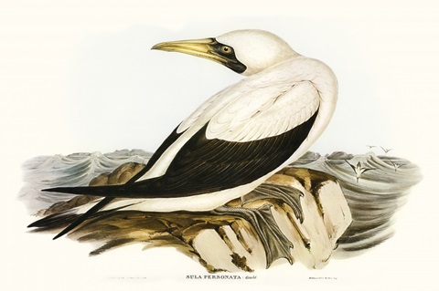 Majestic Waterbird VI