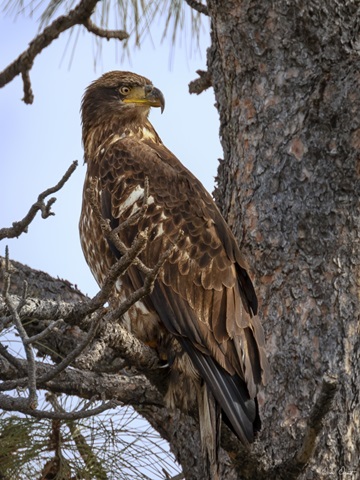 Juvenile Bald Eagle