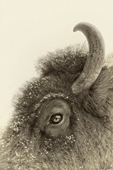 Buffalo Eye and Snow