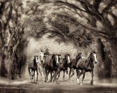 Running Under the Cottonwoods