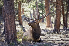 Elk in the Woods