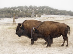 Twin Buffalo
