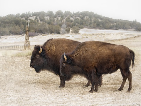 Twin Buffalo