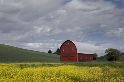Palouse Barn and Flowers I