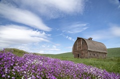 Palouse Barn and Flowers II