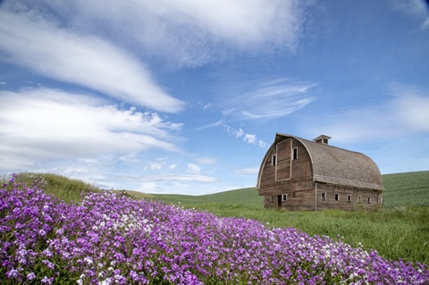Palouse Barn and Flowers II