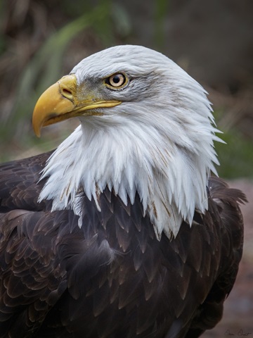 Adult Bald Eagle