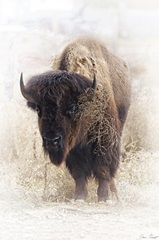 Standing Buffalo II