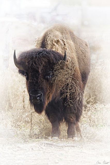Standing Buffalo II