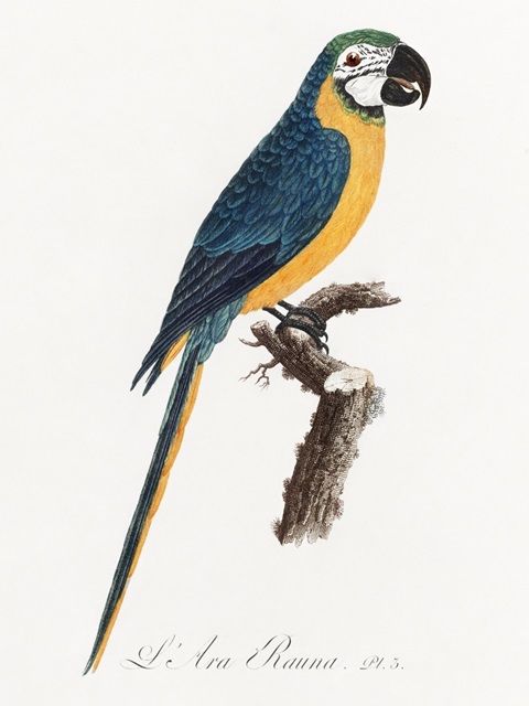 Levaillant Parrot I