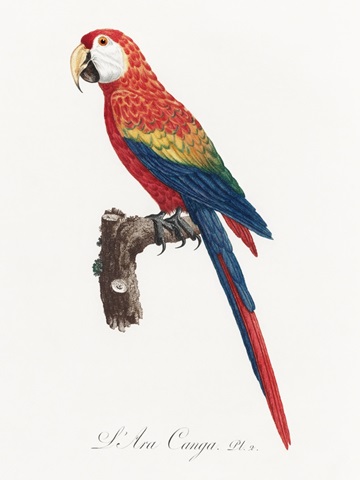 Levaillant Parrot II