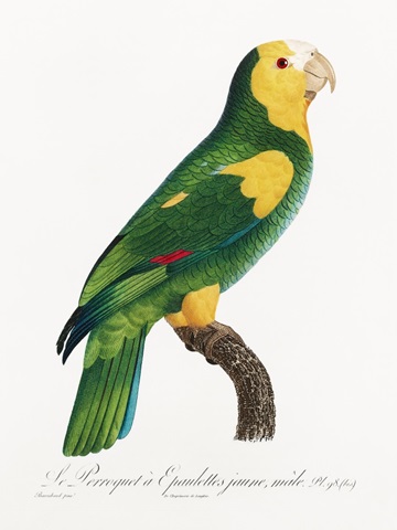 Levaillant Parrot III
