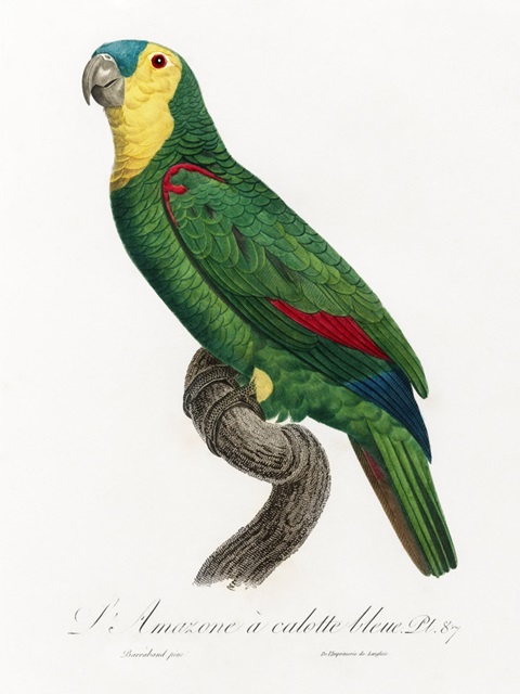 Levaillant Parrot IV