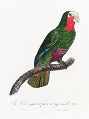 Levaillant Parrot V